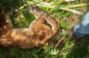 Encuentran a un puma hembra muerto en Antioquia: habría sido envenado 