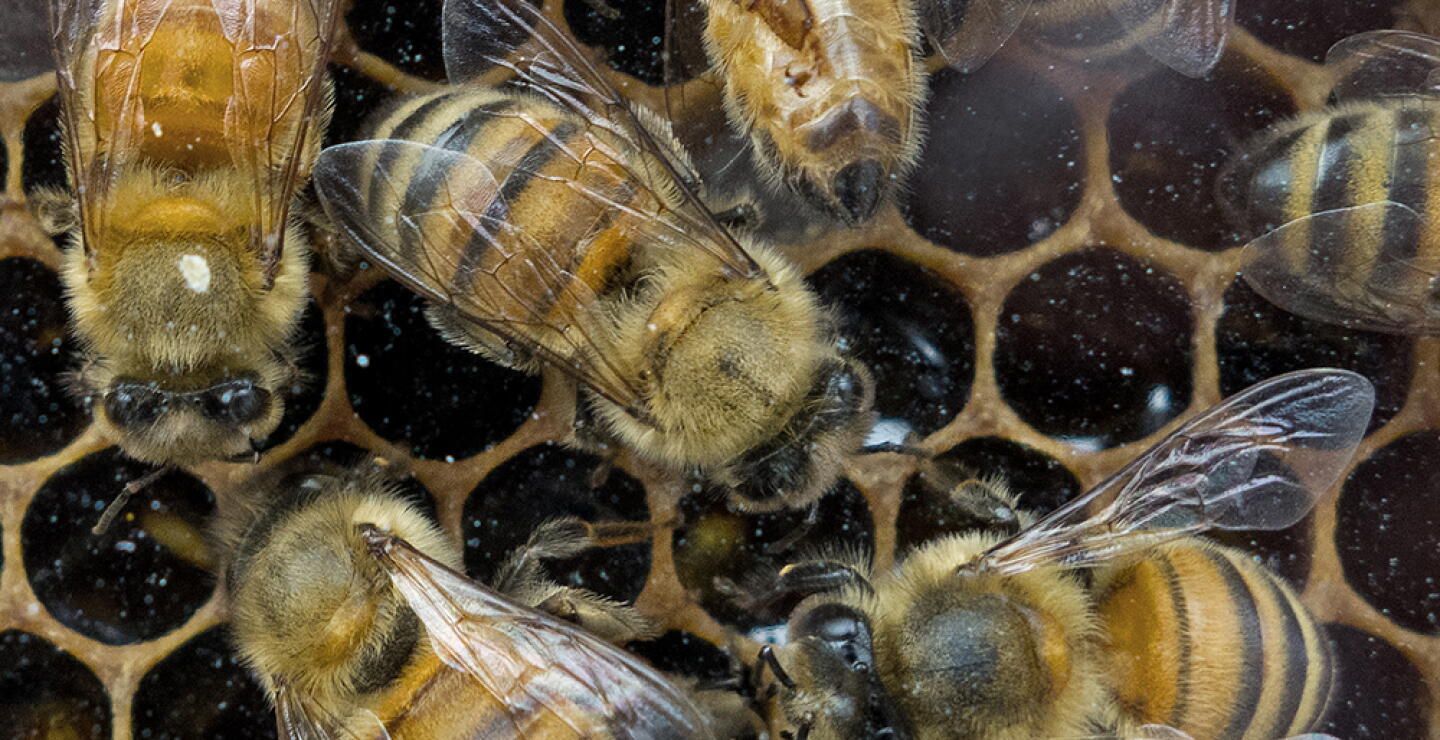 Abejas / Foto de referencia: AFP