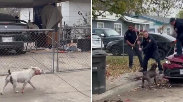 Hombre de 80 años murió atacado por dos perros: “Una escena horrible” Hombre de 80 años murió atacado por dos perros: “Una escena horrible”