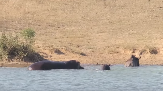 290611_BLU Radio. Video viral // Foto: Cpatura de youtube