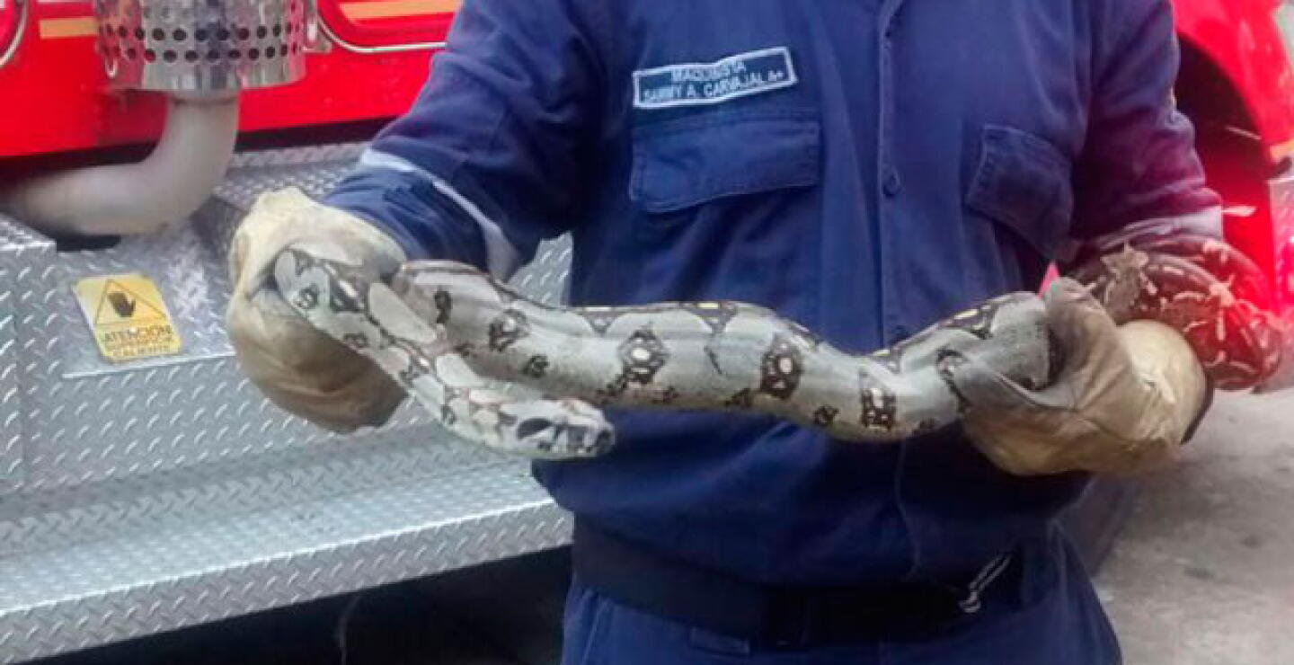 rescate-boa-cali.jpg