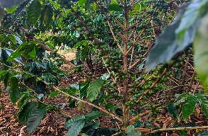 Fenómeno del niño afecta cosecha de café en Santander.jpg