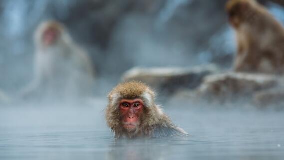 Monos Monos