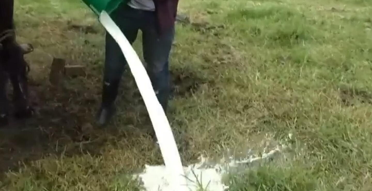 A campesinos productores de leche les pagan el litro a $1.500 y han tenido que botarla