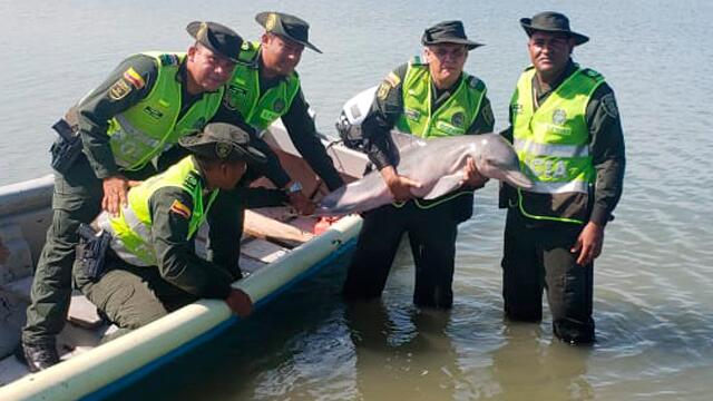 Pescadores rescataron a un pequeño delfín que había encallado en Puerto Velero, Atlántico