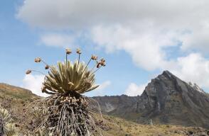 289564_Foto Páramo de Almorzadero - CAS