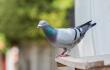 Palomas en la calles 