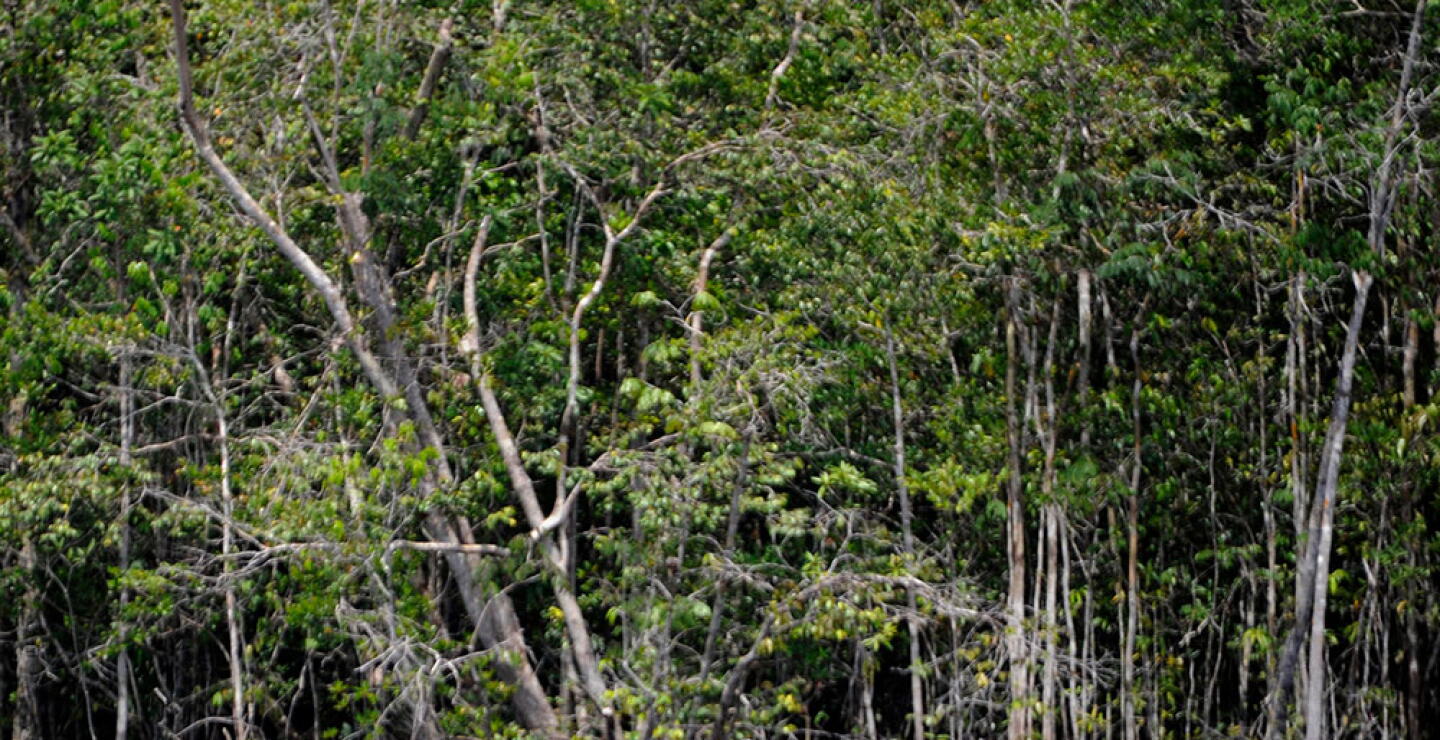 296057_BLU Radio. Río Orinoco // Foto: AFP