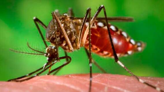 281015_aedes_dengue.jpg