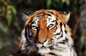 24137_Tigre de bengala // FOTO: Pixabay