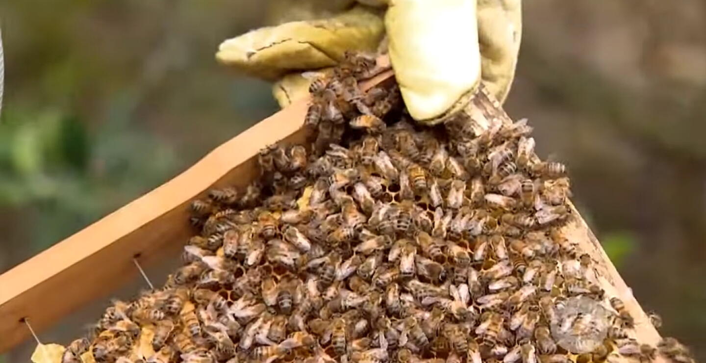 abejas.jpg