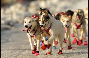 La carrera de trineos de perros más importante del mundo se celebra por estos días en las frías tierras de Alaska.