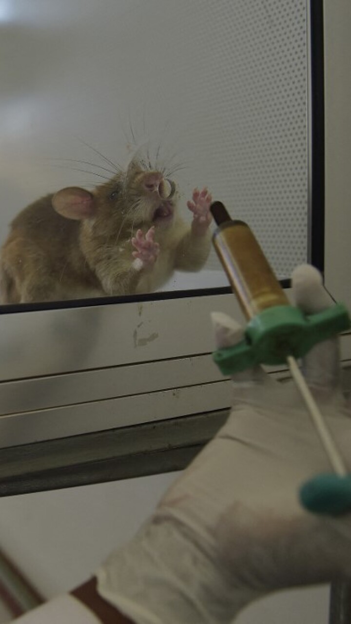 Salvar vidas es su única misión mujer rescató más de 6.000 ratas de