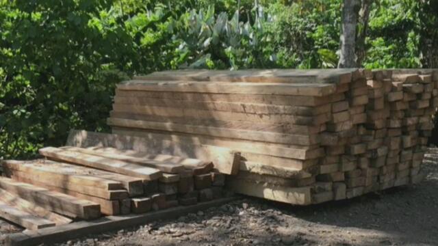 Así estarían usando a dueños de predios para talar ilegalmente en Serranía de Las Quinchas