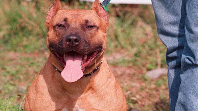 Perro pitbull mordió a un niño en Bucaramanga, ¿cuál es la sanción para los dueños? Perro pitbull mordió a un niño en Bucaramanga, ¿cuál es la sanción para los dueños?