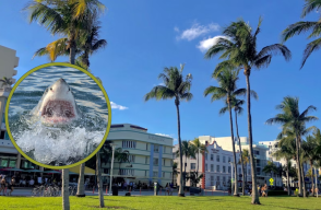 Ataque de tiburón en Hollywood