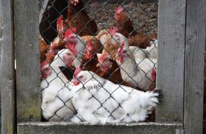 14913_La Kalle - Gallinas mataron a un zorro - Foto: Pixabay