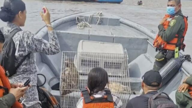 Sorprenden a traficantes de animales en Amazonas con 12 tortugas en peligro de extinción Sorprenden a traficantes de animales en Amazonas con 12 tortugas en peligro de extinción