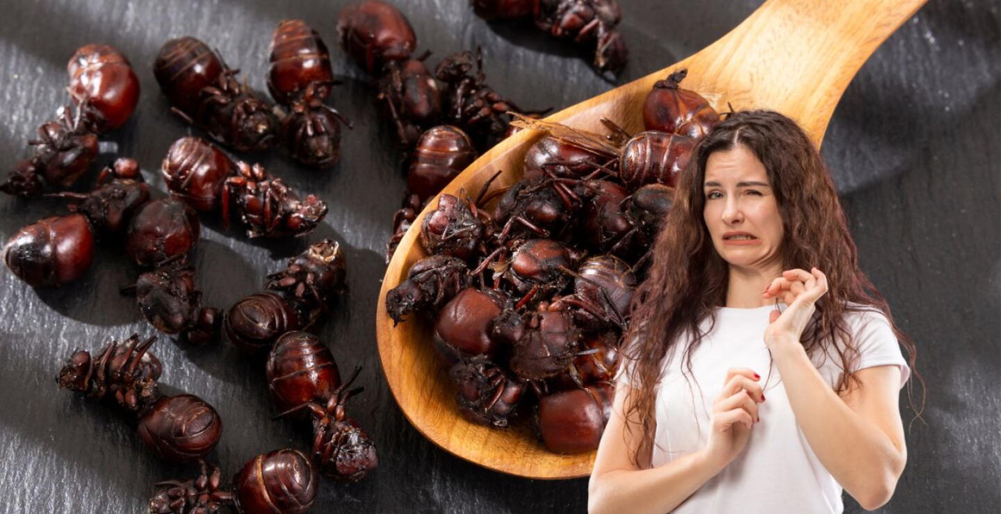 La hormiga culona es uno de los 100 peores platos en todo el mundo, según Taste Atlas