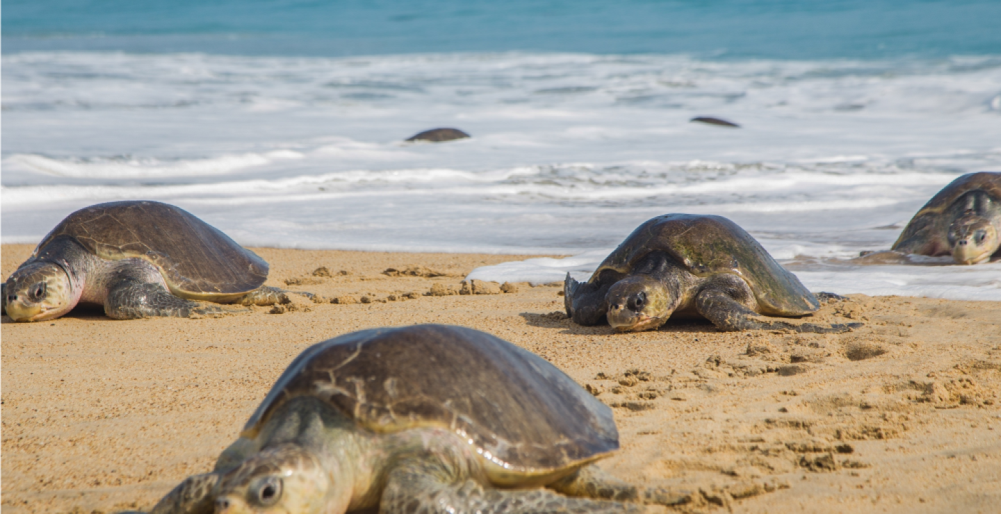 322561_BLU Radio, referencia tortugas - foto: AFP