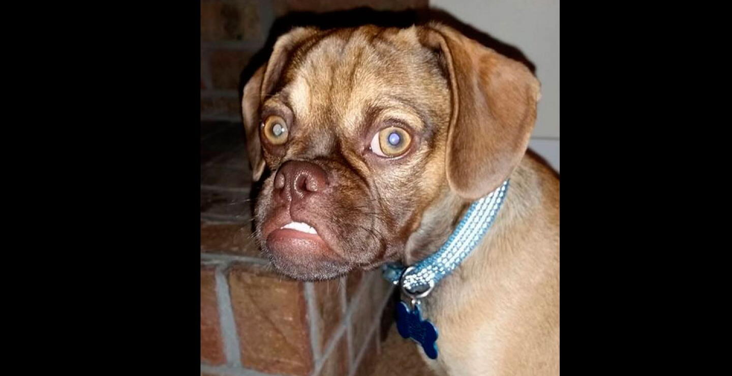 perro_rancio_4_0.jpg