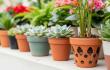 Imagen de referencia de plantas en sus respectivas macetas