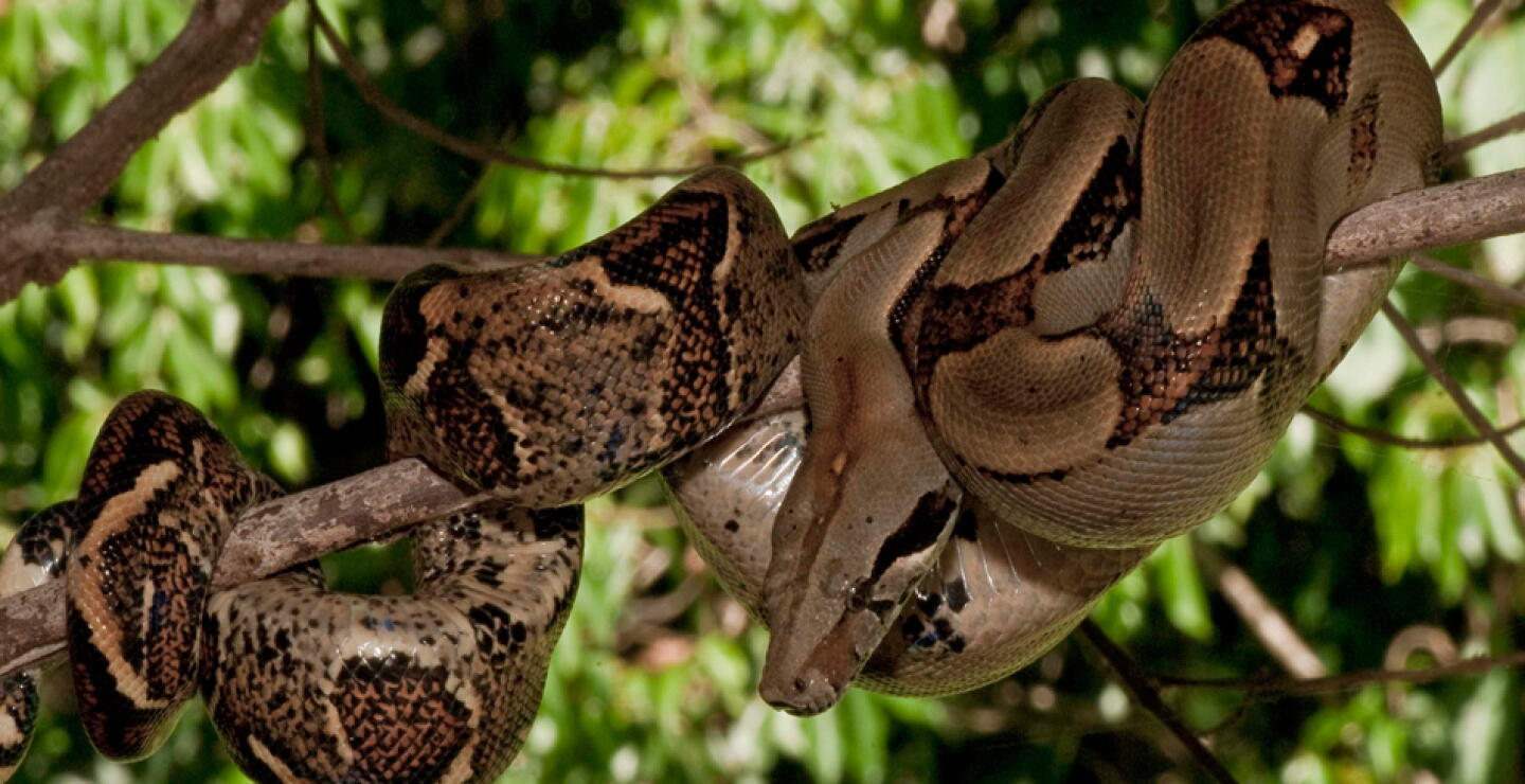 230715_boa_constricto.jpg
