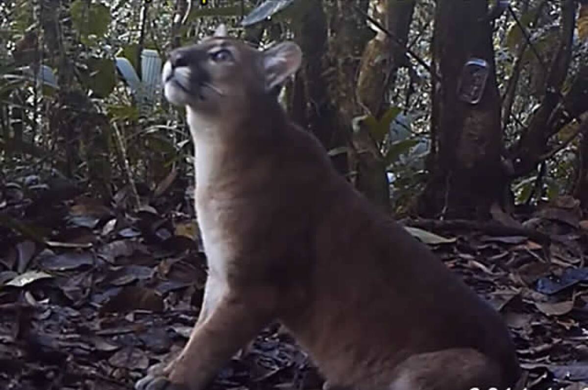 220915_pumas.jpg