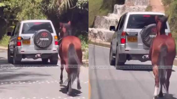 Video de caballo amarrado a carro Video de caballo amarrado a carro