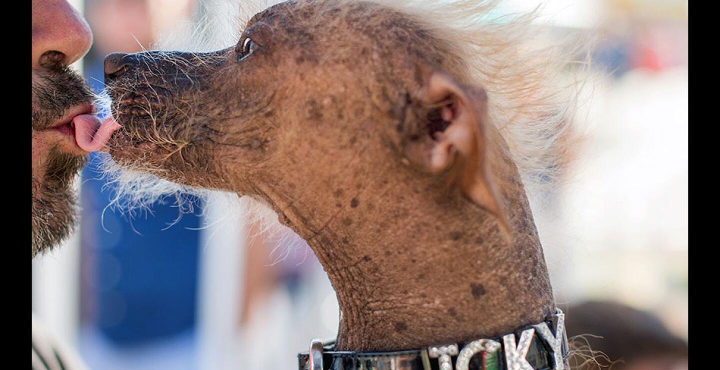 Para los organizadores y concursantes, el evento persigue exaltar a los animales y no simplemente hacerles mofa. 