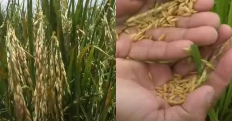 Paro arrocero en Colombia Paro arrocero en Colombia