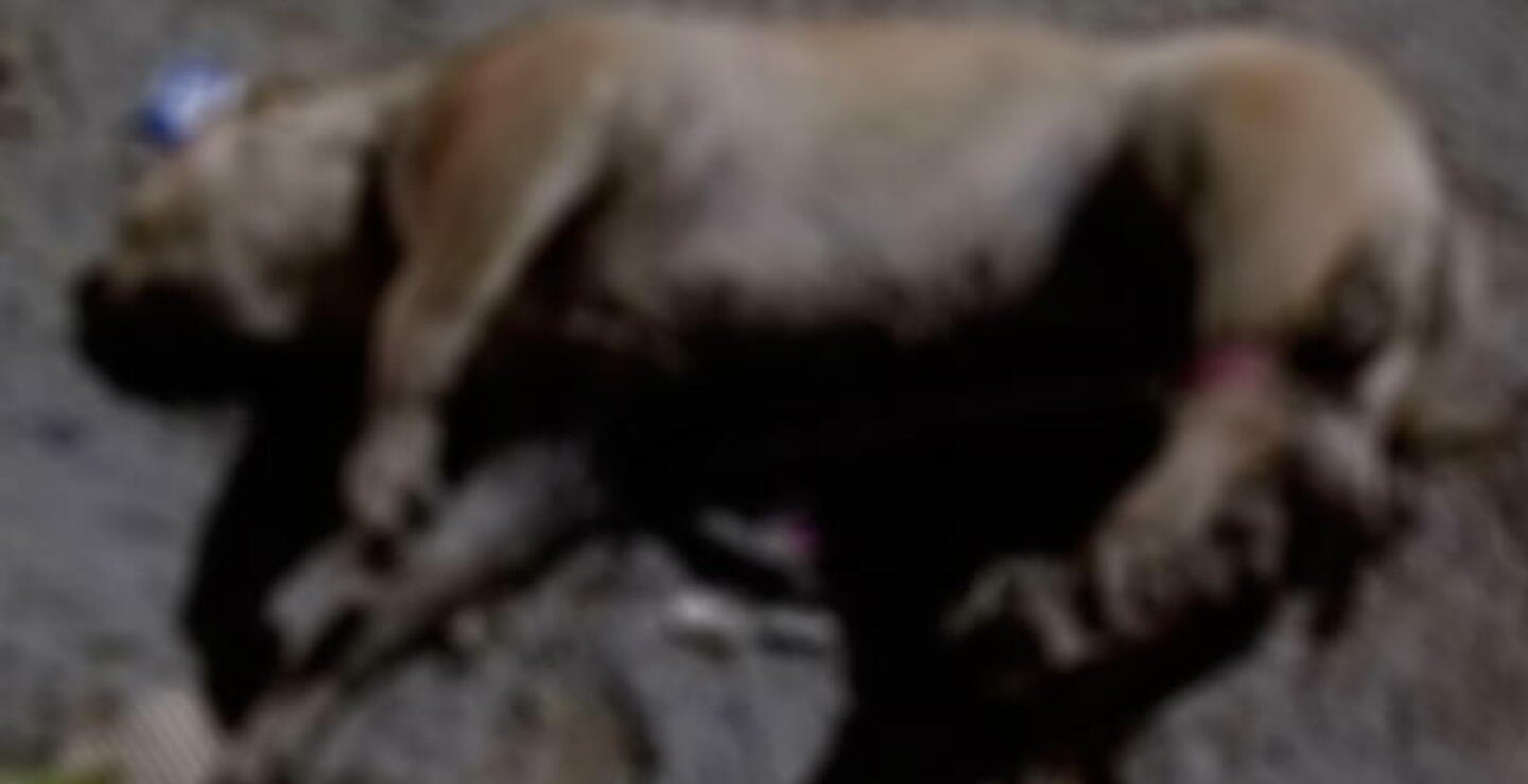 Canino encontrado sin vida en el sector de la Minorista - Medellín.
