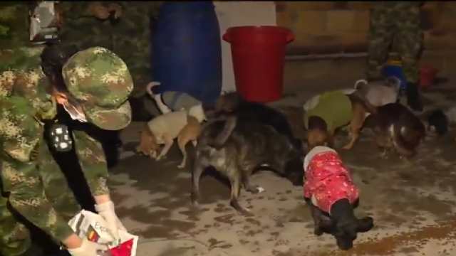 Joven que rescata a animales abandonados en cuarentena recibe ayuda por bultos 