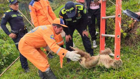 Organismos de socorro rescatan a Oso Perezoso en Santander.jpg