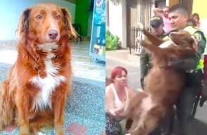 Momento en que Mona es arrestada por la Policía Ambiental. Foto: Cortesía.