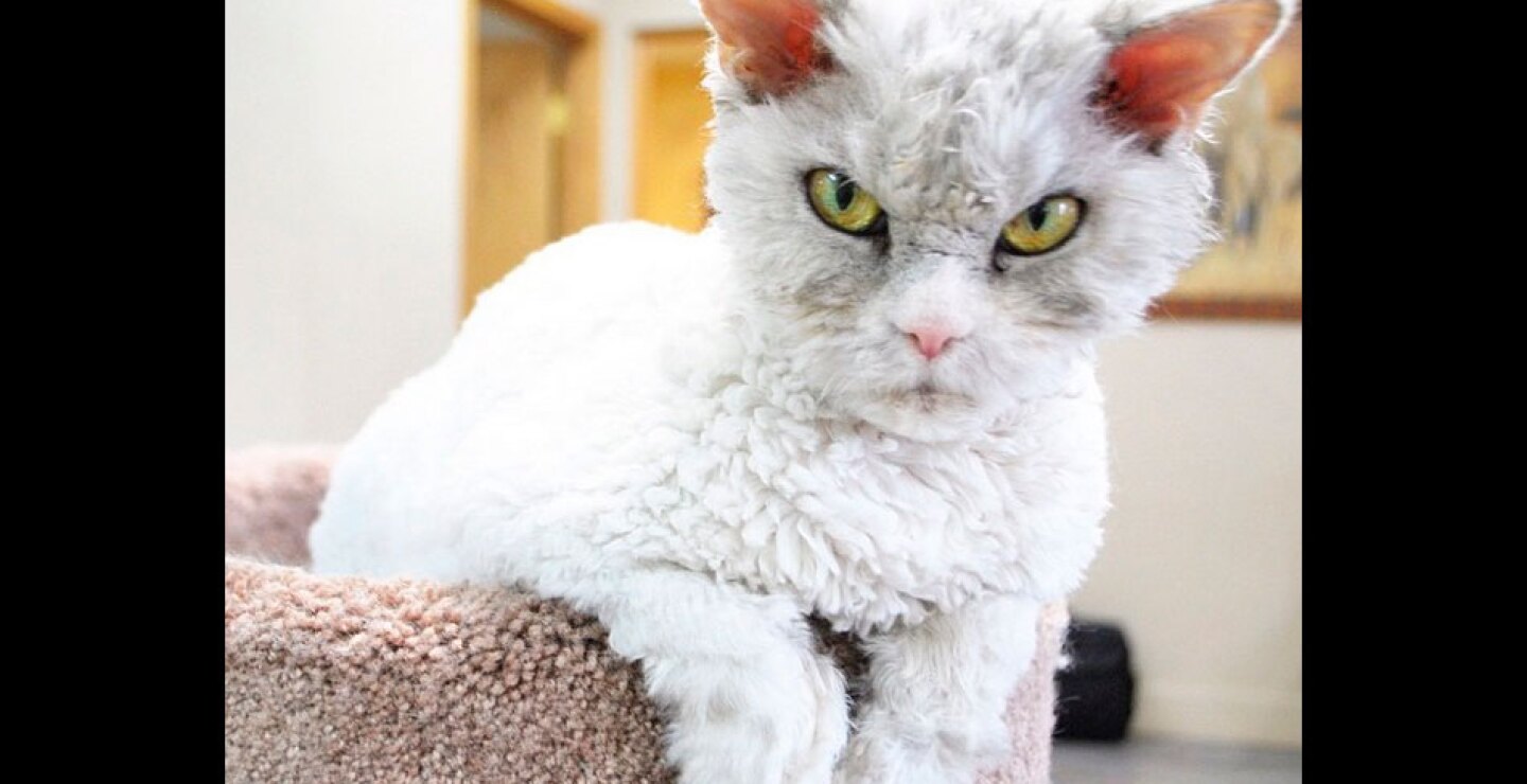 gato3.jpg